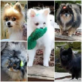 The Six G's